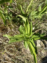 Gentiana cruciata