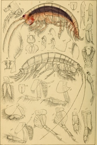 Haploops tubicola