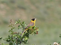 Emberiza melanocephala