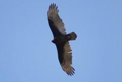Cathartes aura