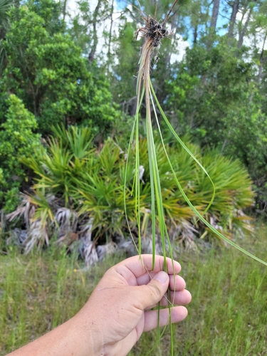 Image of Fimbristylis caroliniana by (c) Jay Horn, some rights reserved (CC BY)