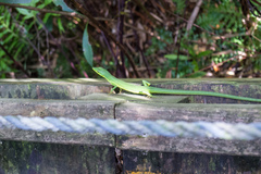 Takydromus smaragdinus