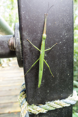 Micadina phluctainoides