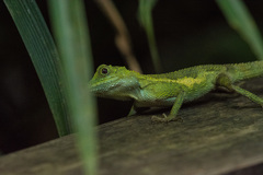 Diploderma polygonatum polygonatum