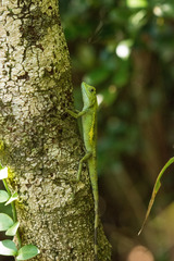 Diploderma polygonatum polygonatum