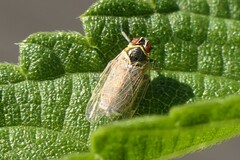 Tachycixius pilosus
