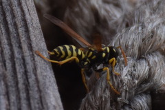 Polistes dominula