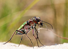 Cicindela soluta