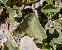 Aristolochia pearcei