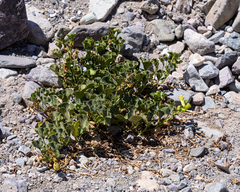 Aristolochia pearcei