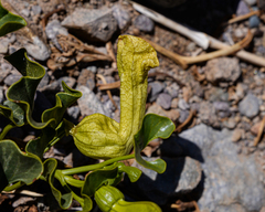 Aristolochia pearcei