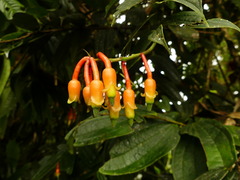 Psammisia ecuadorensis