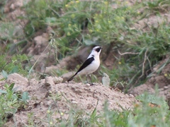 Oenanthe melanoleuca