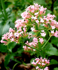 Centranthus macrosiphon