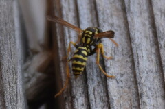 Polistes dominula
