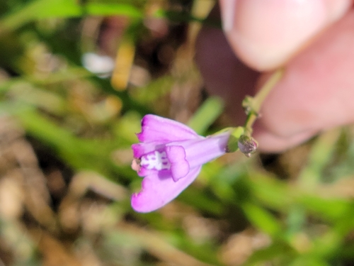 Image of Justicia angusta by (c) Jay Horn, some rights reserved (CC BY)