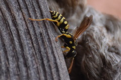 Polistes dominula