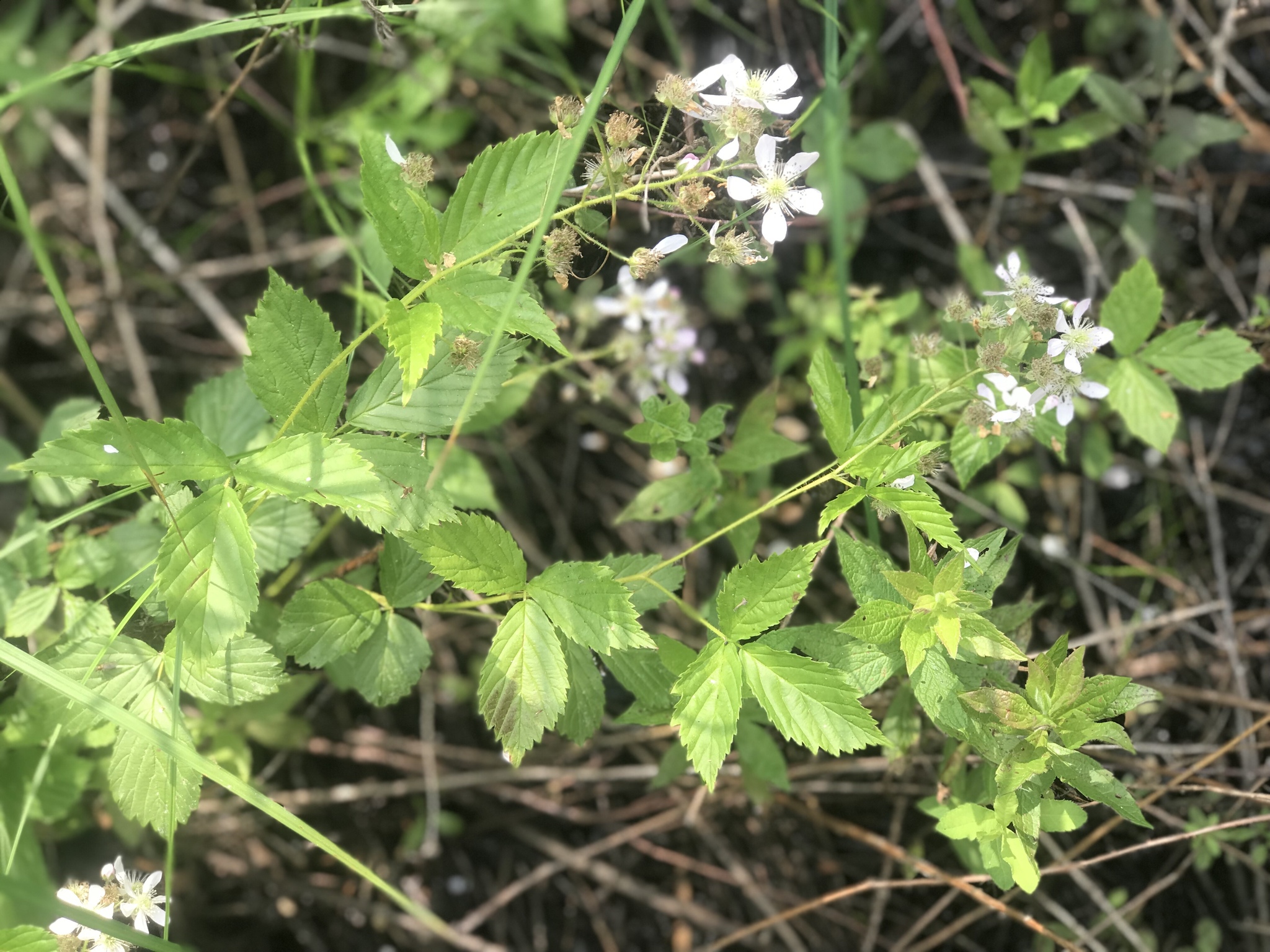 Rubus setosus