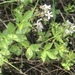 Rubus setosus - Photo (c) Ed Morris,  זכויות יוצרים חלקיות (CC BY-NC-ND), הועלה על ידי Ed Morris