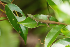 Takydromus smaragdinus