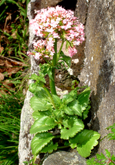 Centranthus macrosiphon