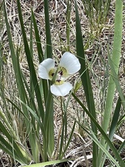 Calochortus ambiguus