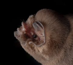 Mormoops megalophylla