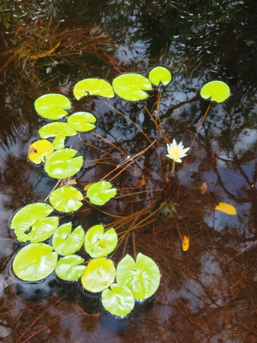 Image of Nymphaea elegans by (c) Jay Horn, some rights reserved (CC BY)
