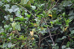 Zosterops stuhlmanni