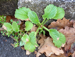 Centranthus macrosiphon