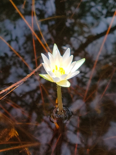 Image of Nymphaea elegans by (c) Jay Horn, some rights reserved (CC BY)