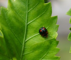Cheilomenes sexmaculata