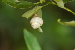 Satsuma