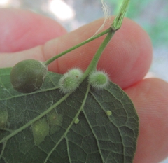 Celticecis pubescens