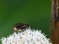 Scythris basilaris