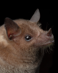 Leptonycteris nivalis