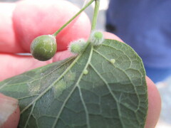 Celticecis pubescens