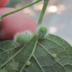 Celticecis pubescens