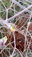 Toxomerus marginatus