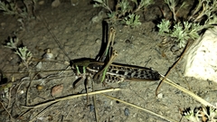 Decticus verrucivorus