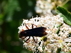 Poecilopompilus algidus