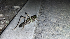 Decticus verrucivorus