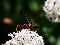 Poecilopompilus algidus