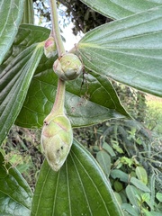 Cavendishia pubescens