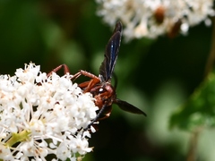 Poecilopompilus algidus