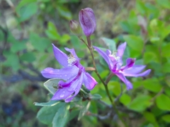 Media resource of Calopogon tuberosus