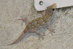 Tarentola mauritanica
