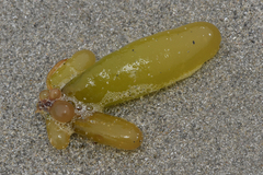 Halosaccion glandiforme