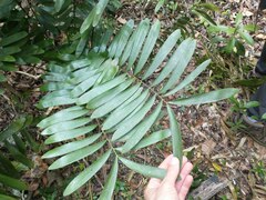 Zamia erosa