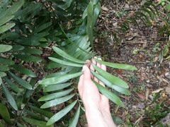 Zamia erosa